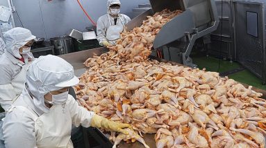 생생한 현장! 여름성수기의 통닭가공 공장과 치맥용 치킨3종(후라이드,양념,수비드통닭) /Chicken Factory and Fried Chicken