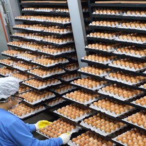 계란으로만 연매출 210억! 압도적인 제주도 계란공장(유정란,무정란,화산석구이)