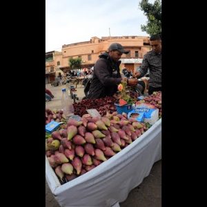 Eating The Red Fruit of Cactus. Marrakech, Morocco Street Food