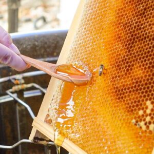 Honey Harvesting, Honey Processing Plant / 蜜蜂採收, 蜂蜜加工廠 - Food Factory