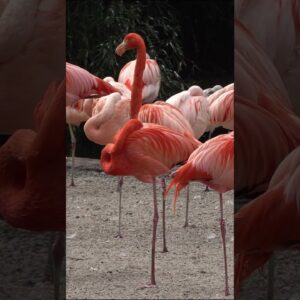 Colours of the Flamingo Birds. Prague Zoo