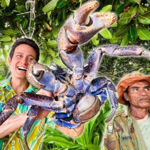 Huge Coconut Crab!! 🦀 This Island in Fiji is Crab Paradise!!
