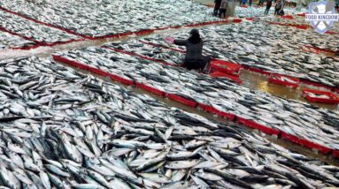 엄청납니다! 연간 25만톤, 한국최대 부산어판장부터 시작하는 순살고등어 대량생산공장(시청자이벤트37탄) / korean fish factory